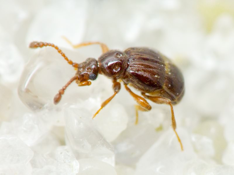 Brachygluta fossulata (Reichenbach, 1816)